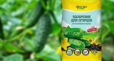 Jak správně krmit okurky venku?